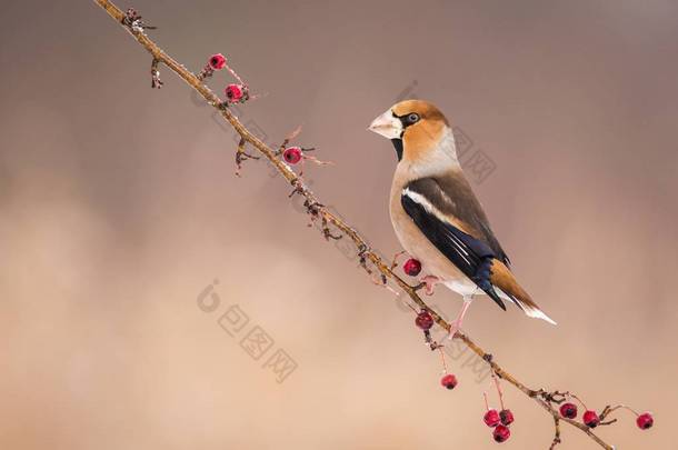 Hawfinch (Coccothraustes Coccothraustes) 坐在树枝上, 五颜六色的小鸟, 鸟在枝头, 鸟儿坐在树枝上过冬, 欧洲, 捷克共和国, 南摩