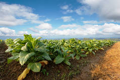 农田绿化和雪茄种植的烟草种植