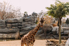 有趣的长颈鹿走在动物园, 巴塞罗那, 西班牙