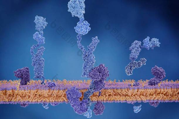 淀粉样前体蛋白。当裂解时, 膜域参与阿尔茨海默病的构建淀粉样蛋白斑块。3d 渲染。插图