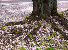 日本粉红色樱花樱花落到地上.