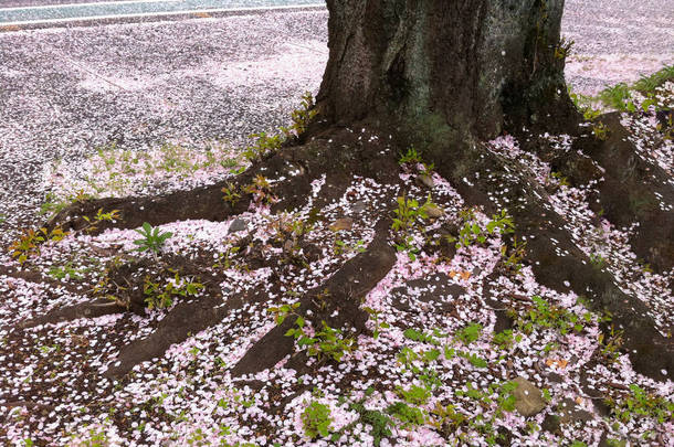 日本粉红色<strong>樱花樱花落</strong>到地上.