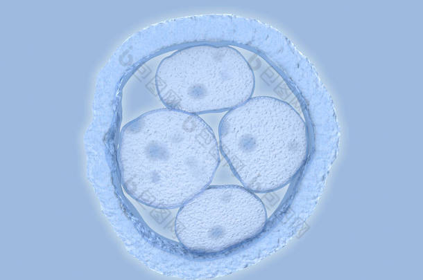 胚胎<strong>干细胞</strong>。插图