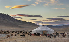 哈萨克游牧民族的家与牦牛周围在蒙古西部
