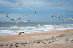 沿着佛罗里达州阿米莉亚岛海岸线飞行的大量鸟类