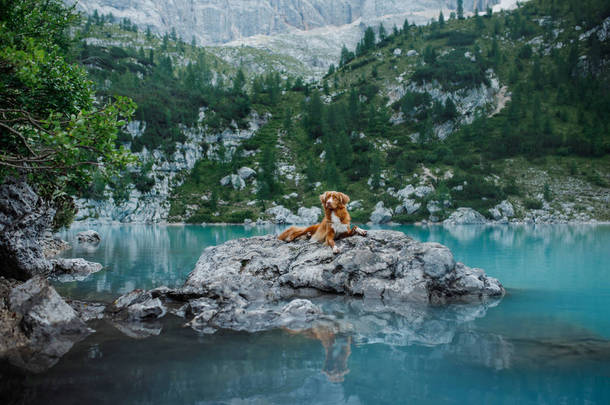 狗站在山上蓝色湖上的一块石头上。澳大利亚牧羊者的<strong>性质</strong>。宠物旅行