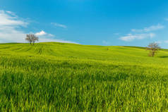 意大利托斯卡纳, 在蓝天下, 绿色乡村麦田和树木的乡村场景