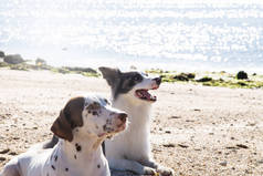 海滩上的边境科利和达马塔犬