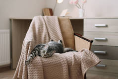 家宠物可爱的猫躺在扶手椅上在家里。可爱的苏格兰直灰色胖乎乎的猫肖像.
