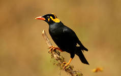 Hill Myna, Gracula 宗教, Ganeshgudi, Karnataka, India.