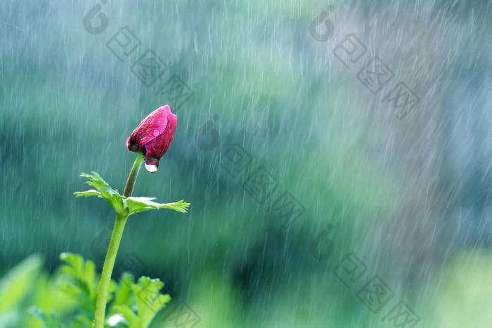 夏天雨中我花园里美丽的花朵图片-包图网企业站