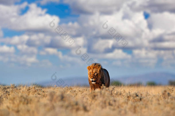 狮子散步。非洲狮子的肖像，潘瑟拉利奥，大动物的细节，埃托查Np，纳米比亚，非洲。猫在干燥的自然栖息地，炎热的阳光明媚的日子在沙漠。野生动物的场景从自然。非洲蓝天.