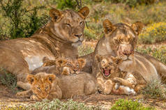 两个非洲狮子姐妹和他们的后代在树荫下打盹。南非