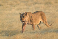 狮豹，非洲草原的标志性动物，纳米比亚埃托沙国家公园.