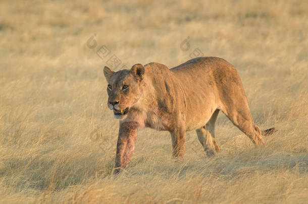 狮豹，非洲草原的<strong>标志性</strong>动物，纳米比亚埃托沙国家公园.