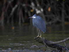 西珊瑚礁鲱鱼(Egretta gularis))