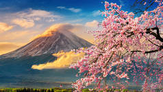 富士山和樱花在日本春天盛开.