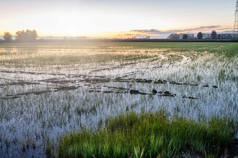 早春时分，在水覆盖的稻田上欣赏日出全景。皮埃蒙特，意大利北部，在水稻种植意大利土地（在诺瓦拉省，韦尔切利省和帕维亚省之间）).