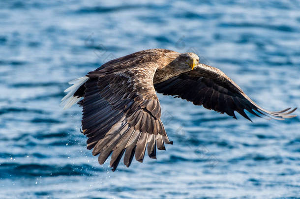 白尾鹰钓鱼 蓝海背景。 学名：Haliaeeetus albicilla，又名ern 、 erne 、 gray eagle 、 Eurasian sea eagle和white-tail sea-e