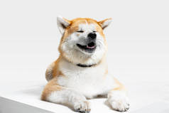 秋田-Inu狗在白色工作室背景上孤立的工作室拍摄