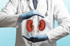 医生的图像, 在白色外套和肾脏以上, 他的手。健康肾脏的概念.