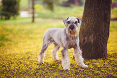 快乐，可爱，有趣的狗巨人Schnauzer，宠物走在夏季公园。 绿色草丛中的迷你裙的美丽肖像。 有选择的和肤浅的重点.