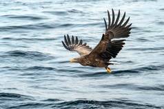 在日本北海道，白尾鹰在飞翔，鹰带着刚从水里捞出来的鱼，鹰带着鱼飞过海面，雄伟的海鹰，亚洲异国情调的小鸟，壁纸