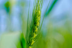 Green wheat farm india