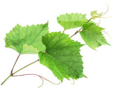 绿色藤本植物叶或葡萄叶子在白色背景。裁剪