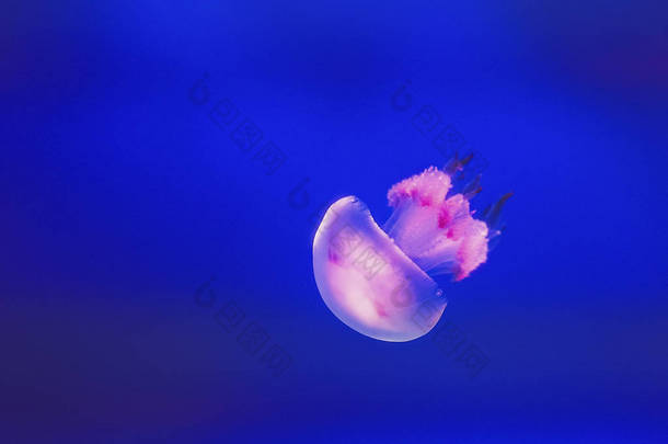 水母在海里自由漂浮，它是透明的，颜色随周围颜色的变化而变化.