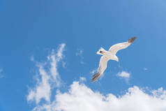在阳光明媚的夏日，大白海鸥飞向云蓝天