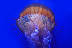 美丽的水母在水中游泳的特写镜头