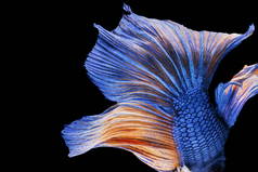 暹罗战斗鱼, 贝塔辉煌, 黑色背景上的五颜六色的鱼, 半月贝塔.