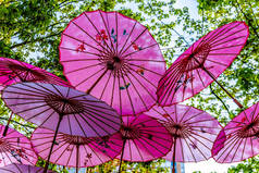 在加拿大不列颠哥伦比亚省温哥华耶鲁镇郊区，在树冠下的粉红色中国伞或遮阳伞