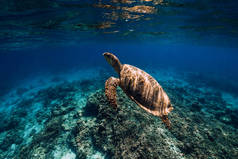 海龟在蓝色的海洋中滑翔。水下绿海龟