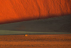 宝石博克与橙色沙丘傍晚日落。金斯巴克,羚羊,自然栖息地的大羚羊,索苏夫莱,纳米比亚。大草原上的野生动物动物与大直鹿角.