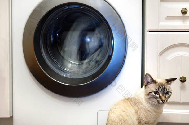 猫和洗衣机。家养宠物生活