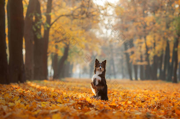 秋天在公园里，狗在黄草丛中。宠物散步。三色边框科利