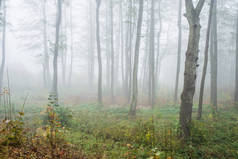 森林中的晨雾，绿意盎然的绿叶，白杨树特写，拉脱维亚;