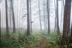 森林中的晨雾，绿意盎然的绿叶，白杨树特写，拉脱维亚