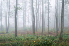 森林中的晨雾，绿意盎然的绿叶，白杨树特写，拉脱维亚;