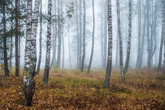 森林中的晨雾，绿意盎然的绿叶，白杨树特写，拉脱维亚