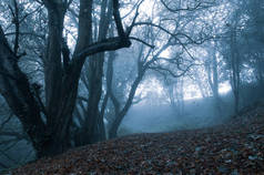 冬天沿着一条小路穿过一片令人毛骨悚然的树木森林.