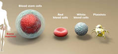造血干细胞是一种不成熟的细胞，可以发育成所有类型的血细胞，包括白细胞、红血球和血小板。血液干细胞存在于外周血和骨髓中。造血干细胞