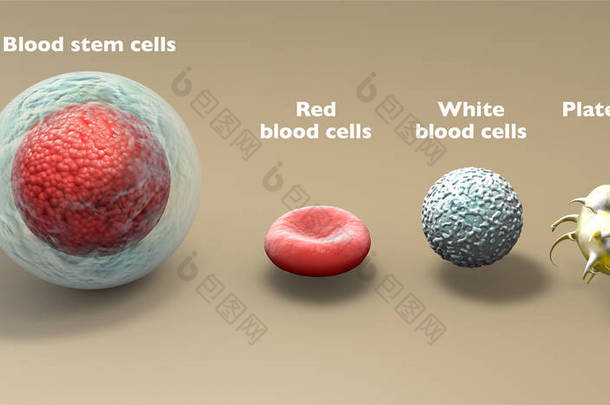 造血干<strong>细胞</strong>是一种不成熟的<strong>细胞</strong>，可以发育成所有类型的血<strong>细胞</strong>，包括白<strong>细胞</strong>、红血球和血小板。血液干<strong>细胞</strong>存在于外周血和骨髓中。造血干<strong>细胞</strong>