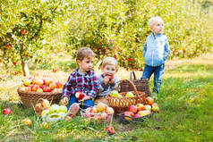 2-3岁的孩子们在苹果园游玩时很可爱