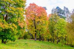 秋天公园的风景。 金秋 秋天里阳光灿烂,黄树成荫. 美丽的风景.