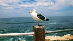 海鸥鸟栖息在木柱上，背景为蓝色的海水和天空.