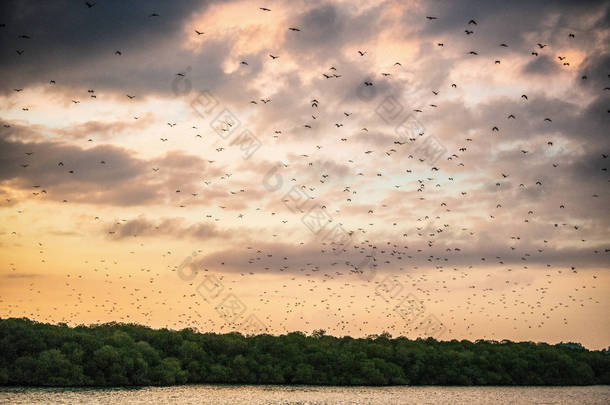 夕阳西下的天空中一群水果蝙蝠. 小飞狐，岛屿飞狐或变幻飞狐（Pteropus hypomelanus），果肉蝙蝠。 狐狸蝙蝠在日落的天空中飞翔.