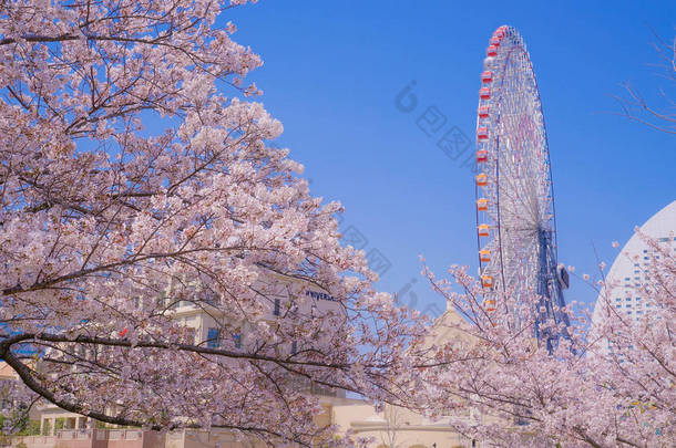 樱花和横滨市三井天井天台盛开